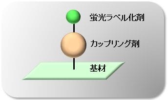 蛍光ラベル化のモデル図