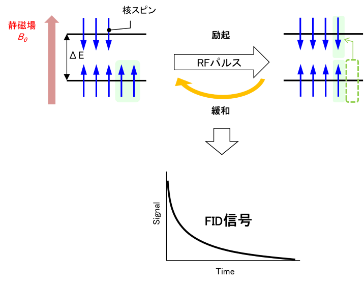 原理(TD-NMR)